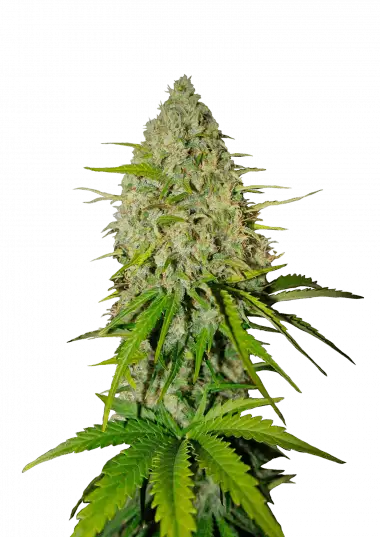 Grapefruit Auto