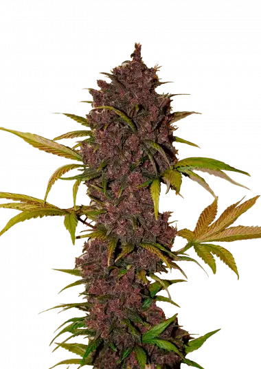 LSD25 Auto