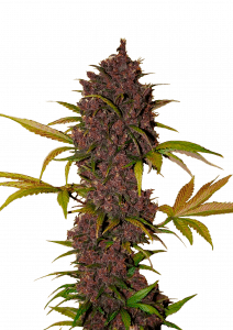 LSD25 Auto