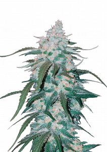 Pineapple Express Auto