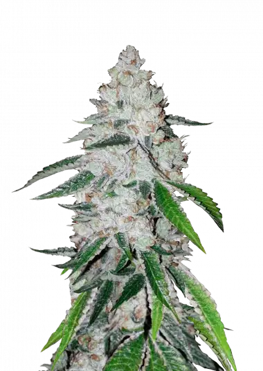 West Coast OG Auto
