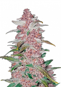 Blackberry Auto