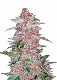 Blackberry Auto