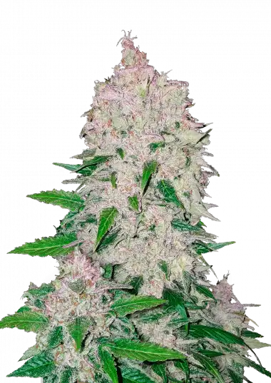 Stardawg Auto