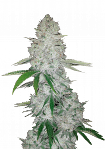 Gorilla Auto