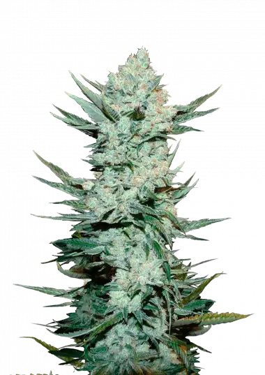 Tangie Auto