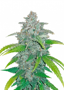 Blue Dream Auto