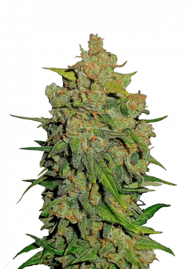 Lemon AK Auto