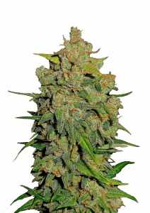 Lemon AK Auto