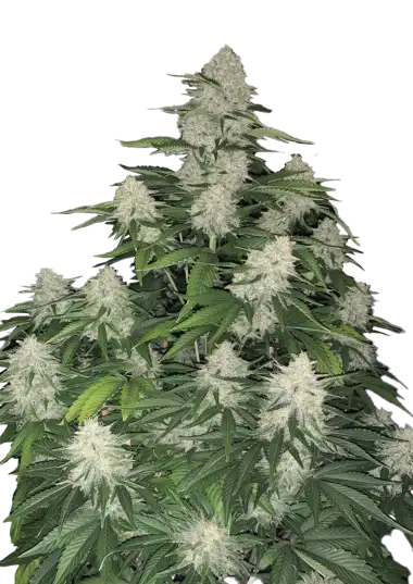 Gelato Auto