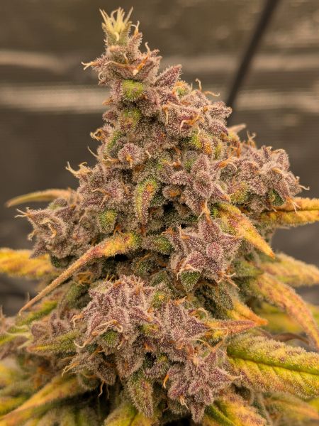 Review photo #8