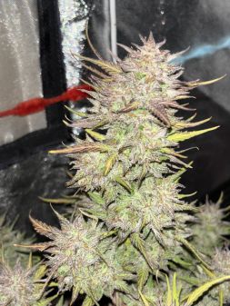 Review photo #7