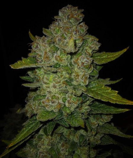 Review photo #9