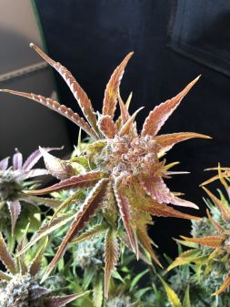 Review photo #3