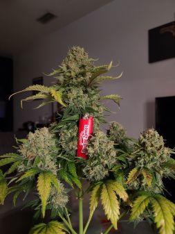 Review photo #3