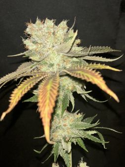Review photo #2
