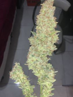 Review photo #2