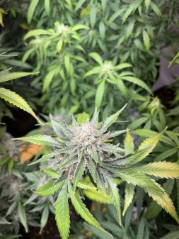 Review photo #5