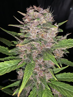 Review photo #2