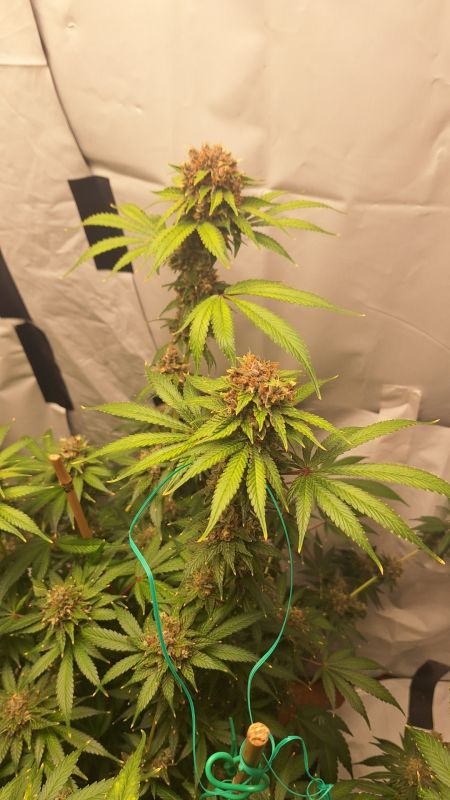 Review photo #3