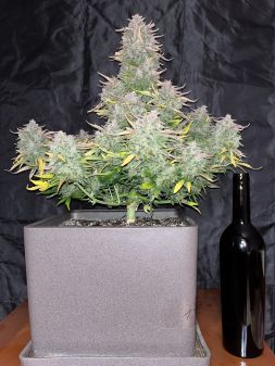 Review photo #1