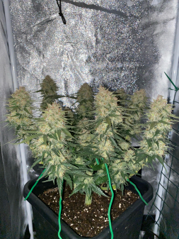 Review photo #3