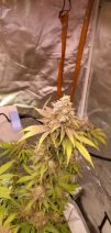Review photo #4