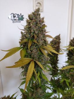 Review photo #1