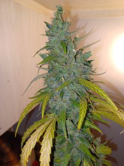 Review photo #3