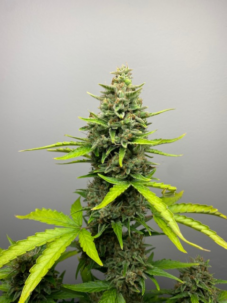 Review photo #2