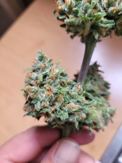 Review photo #1