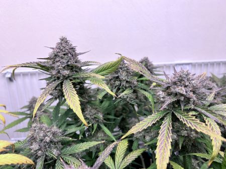 Review photo #7