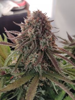 Review photo #4