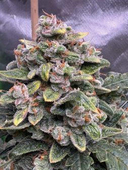 Review photo #1