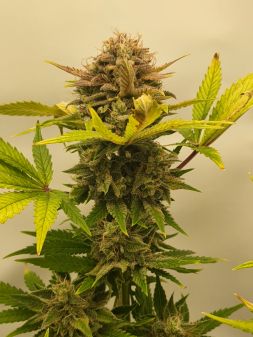 Review photo #6