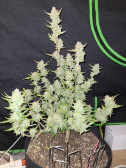 Review photo #1