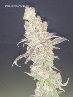 Review photo #3