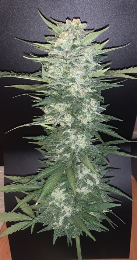 Review photo #3