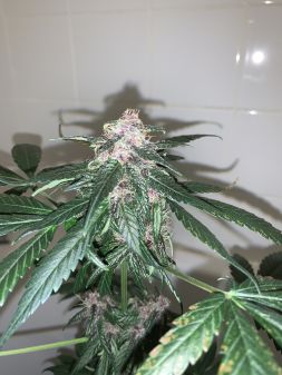 Review photo #1