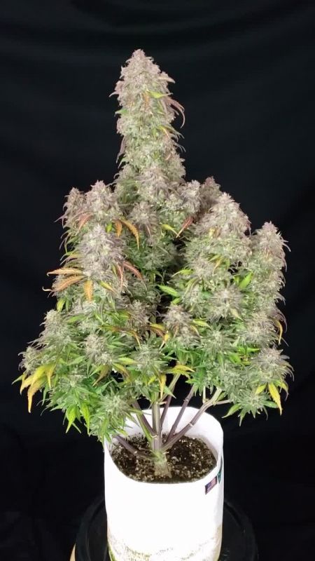 Review photo #8