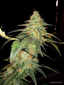 Review photo #5