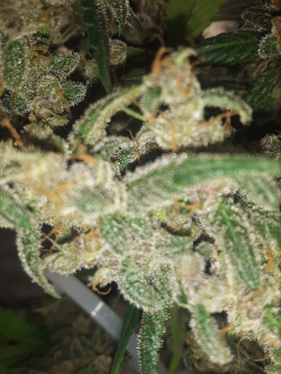 Review photo #3