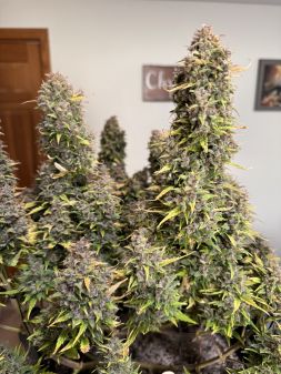 Review photo #4