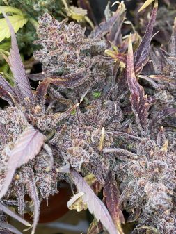 Review photo #8