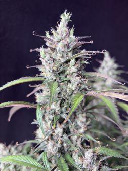 Review photo #6
