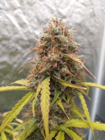 Review photo #13