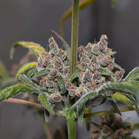Review photo #3
