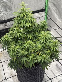 Review photo #1