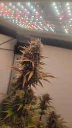 Review photo #1