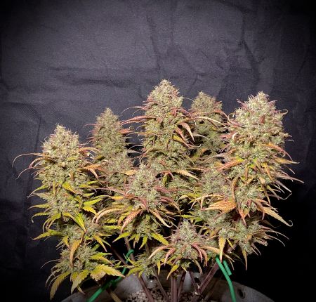 Review photo #3